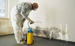 Mold Documentation for Insurance Claims in Terrace Park, OH