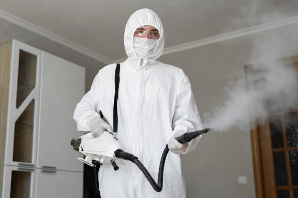 Best Basement Mold Removal  in Terrace Park, OH