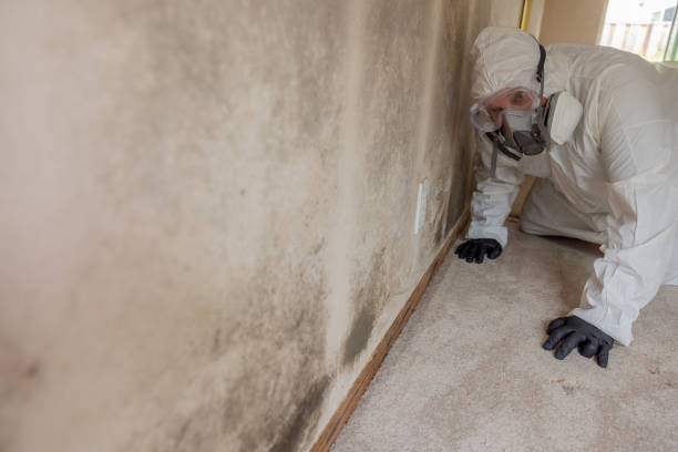 Best Basement Mold Removal  in Terrace Park, OH